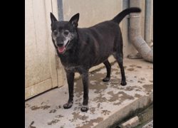 臺北市動物之家,編號:214399, 混種犬          