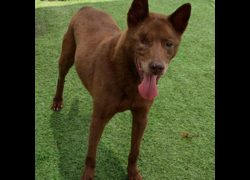 臺北市動物之家,編號:31379, 混種犬          