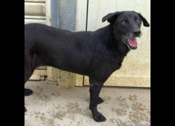 臺北市動物之家,編號:31416, 混種犬          