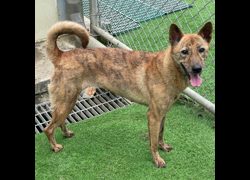 臺北市動物之家,編號:440510, 混種犬          