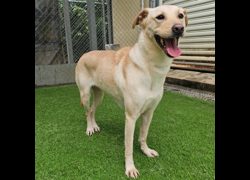 臺北市動物之家,編號:439508, 混種犬          