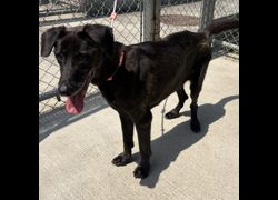 臺北市動物之家,編號:313782, 混種犬          