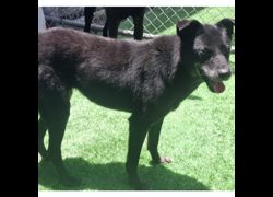 臺北市動物之家,編號:31312, 混種犬          