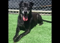 臺北市動物之家,編號:337038, 混種犬          