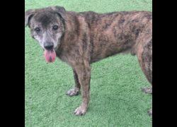 臺北市動物之家,編號:31468, 混種犬          