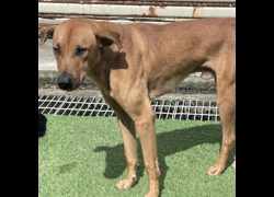 臺北市動物之家,編號:459958, 混種犬          