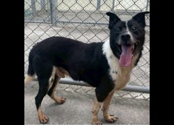 臺北市動物之家,編號:57961, 混種犬          