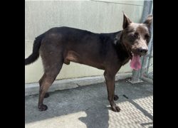 臺北市動物之家,編號:443160, 混種犬          