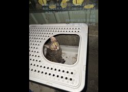新北市板橋區公立動物之家,編號:463042, 混種貓                 