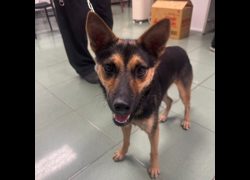 臺南市動物之家善化站,編號:463047, 混種犬          
