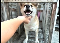 高雄市壽山動物保護教育園區,編號:463144, 柴犬                  