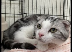臺北市動物之家,編號:463168, 美國短毛貓               