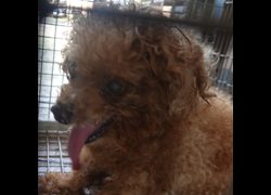 臺南市動物之家灣裡站,編號:463170, 貴賓犬        