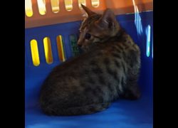 臺南市動物之家灣裡站,編號:463177, 混種貓                 