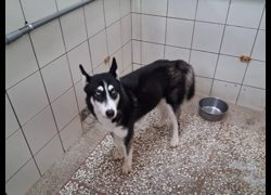 高雄市壽山動物保護教育園區,編號:463263, 哈士奇(西伯利亞雪橇犬)