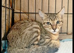臺北市動物之家,編號:463301, 混種貓                 