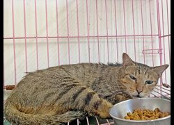 臺北市動物之家,編號:463306, 混種貓                 