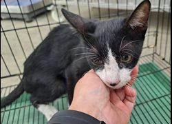 臺中市動物之家后里園區,編號:463336, 混種貓                 