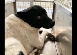 臺北市動物之家,編號:463487, 混種犬          