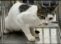 花蓮縣狗貓躍動園區,編號:463499, 混種貓                 