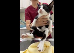 花蓮縣狗貓躍動園區,編號:463512, 混種貓                 