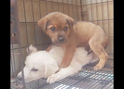 臺中市動物之家南屯園區,編號:463563, 混種犬          