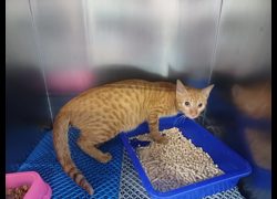 桃園市動物保護教育園區,編號:463567, 混種貓                 