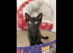 新北市板橋區公立動物之家,編號:463577, 混種貓                 