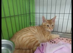 新北市板橋區公立動物之家,編號:463628, 混種貓                 