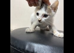 臺南市動物之家灣裡站,編號:463645, 混種貓                 