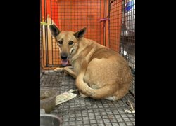 彰化縣流浪狗中途之家臨時收容所,編號:463697, 混種犬          
