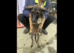 彰化縣流浪狗中途之家臨時收容所,編號:463700, 混種犬          