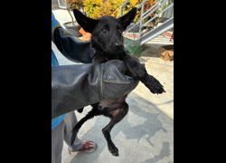彰化縣流浪狗中途之家臨時收容所,編號:463757, 混種犬          
