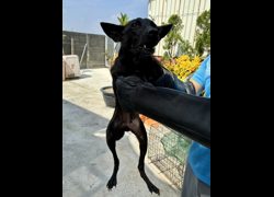彰化縣流浪狗中途之家臨時收容所,編號:463759, 混種犬          