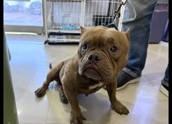 高雄市壽山動物保護教育園區,編號:463774, 美國惡霸犬