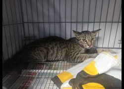 新北市板橋區公立動物之家,編號:463772, 混種貓                 