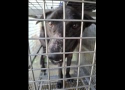 臺南市動物之家善化站,編號:463791, 混種犬          