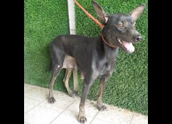 南投縣公立動物收容所,編號:463797, 混種犬          