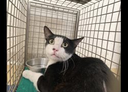 臺北市動物之家,編號:463804, 混種貓                 