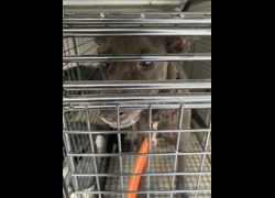 臺南市動物之家善化站,編號:463805, 混種犬          