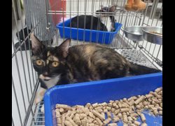 新北市板橋區公立動物之家,編號:463824, 混種貓                 