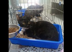 新北市板橋區公立動物之家,編號:463825, 混種貓                 