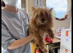 桃園市動物保護教育園區,編號:463826, 約克夏