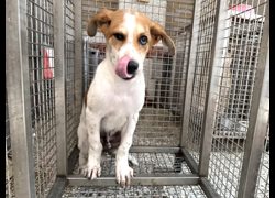 高雄市壽山動物保護教育園區,編號:463870, 傑克羅素梗               