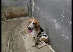 新竹市動物保護教育園區,編號:463871, 米格魯犬