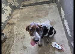 新竹市動物保護教育園區,編號:463880, 米格魯犬