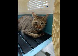 嘉義市動物保護教育園區,編號:464108, 混種貓                 