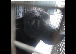 臺南市動物之家灣裡站,編號:464144, 混種犬          