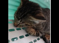 臺南市動物之家灣裡站,編號:464180, 混種貓                 