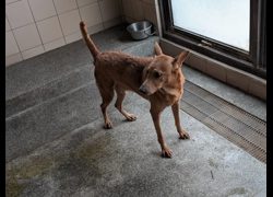 高雄市燕巢動物保護關愛園區,編號:464268, 混種犬          